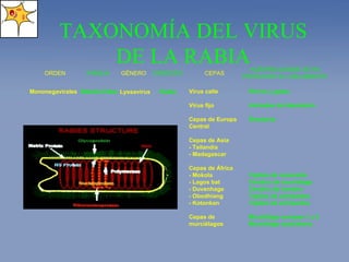 TAXONOMÍA DEL VIRUS DE LA RABIA ORDEN Mononegavirales FAMILIA Rabdoviridae GÉNERO Lyssavirus ESPECIES Rabia CEPAS Virus calle Virus fijo Cepas de Europa Central Cepas de Asia - Tailandia - Madagascar Cepas de África - Mokola - Lagos bat - Duvenhage - Obodhiang - Kotonkan Cepas de murciélagos HUÉSPED DONDE SE HA PRODUCIDO EL AISLAMIENTO Perros y gatos Animales de laboratorio Roedores Tejidos de musaraña Cerebro de murciélago Cerebro de hombre Tejidos de artrópodos Tejidos de artrópodos Murciélago europeo 1 y 2 Murciélago australiano 