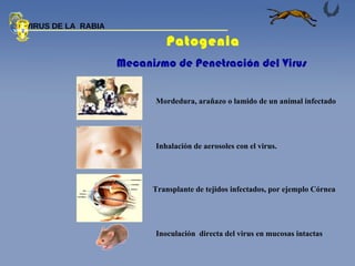 Mordedura, arañazo o lamido de un animal infectado Inhalación de aerosoles con el virus. Transplante de tejidos infectados, por ejemplo Córnea Inoculación  directa del virus en mucosas intactas Mecanismo de Penetración del Virus Patogenia  VIRUS DE LA  RABIA 