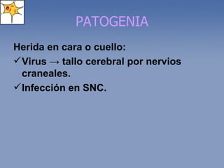 PATOGENIA Herida en cara o cuello: Virus  ->  tallo cerebral por nervios craneales. Infección en SNC. 