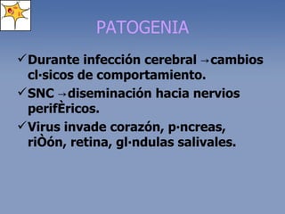 PATOGENIA Durante infección cerebral  ->cambios clásicos de comportamiento.   SNC  ->diseminación hacia nervios periféricos. Virus invade corazón, páncreas, riñón, retina, glándulas salivales. 