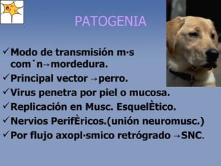 PATOGENIA Modo de transmisión más común ->mordedura. Principal vector ->perro. Virus penetra por piel o mucosa. Replicación en Musc. Esquelético. Nervios Periféricos.(unión neuromusc.) Por flujo axoplásmico retrógrado ->SNC . 