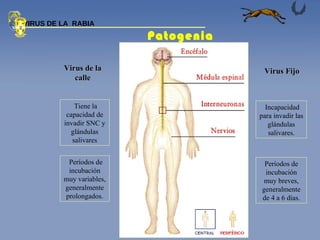 Virus de la calle Virus Fijo Patogenia  VIRUS DE LA  RABIA Tiene la capacidad de invadir SNC y glándulas salivares Períodos de incubación muy variables, generalmente prolongados. Períodos de incubación muy breves, generalmente de 4 a 6 días. Incapacidad para invadir las glándulas salivares. 