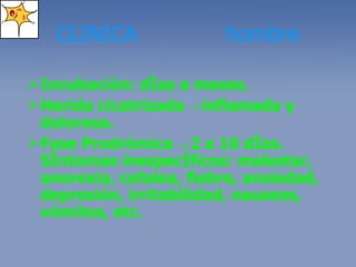 CLINICA  hombre Incubación: días a meses. Herida cicatrizada  ->inflamada y dolorosa. Fase Prodrómica ->2 a 10 días. Síntomas inespecíficos: malestar, anorexia, cefalea, fiebre, ansiedad, depresión, irritabilidad, nauseas, vómitos, etc. 
