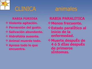 CLINICA  animales RABIA FURIOSA Violenta agitación. Perversión del gusto. Salivación abundante. Hidrofobia ausente. Animal muerde todo. Apresa todo lo que encuentra. RABIA PARALITICA Menos frecuente. Estado paralítico al inicio de la enfermedad. Muerte después de 4 ó 5 días después de primeros síntomas. 