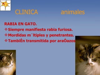 RABIA EN GATO. Siempre manifiesta rabia furiosa. Mordidas múltiples y penetrantes. También transmitida por arañazos . CLINICA  animales 