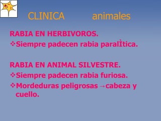 RABIA EN HERBIVOROS. Siempre padecen rabia paralítica. RABIA EN ANIMAL SILVESTRE. Siempre padecen rabia furiosa. Mordeduras peligrosas  ->cabeza y cuello. CLINICA animales 
