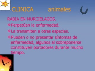 CLINICA RABIA EN MURCIELAGOS. Perpetúan la enfermedad. La transmiten a otras especies. Pueden o no presentar síntomas de enfermedad, algunos al sobreponerse constituyen portadores durante mucho tiempo. animales 