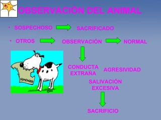 OBSERVACIÓN DEL ANIMAL SOSPECHOSO OTROS NORMAL CONDUCTA EXTRAÑA AGRESIVIDAD SALIVACIÓN EXCESIVA SACRIFICADO OBSERVACIÓN SACRIFICIO 