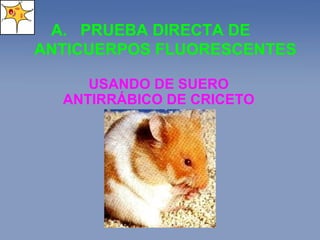 PRUEBA DIRECTA DE ANTICUERPOS FLUORESCENTES USANDO DE SUERO ANTIRRÁBICO DE CRICETO 