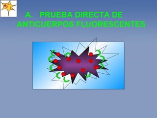 PRUEBA DIRECTA DE ANTICUERPOS FLUORESCENTES 