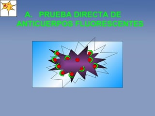 PRUEBA DIRECTA DE ANTICUERPOS FLUORESCENTES 
