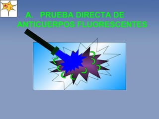 PRUEBA DIRECTA DE ANTICUERPOS FLUORESCENTES 