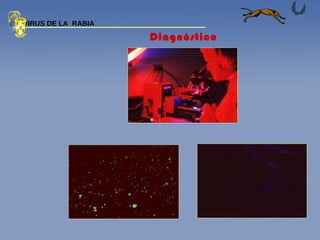 Diagnóstico  VIRUS DE LA  RABIA 