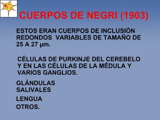 CUERPOS DE NEGRI ( 1903 ) ESTOS ERAN CUERPOS DE INCLUSIÓN REDONDOS  VARIA BLES  DE TAMAÑO DE 25 A 27 µ m .  CÉLULAS DE PURKINJE DEL CEREBELO Y EN LAS CÉLULAS DE LA MÉDULA Y VARIOS GANGLIOS.  GLÁNDULAS SALIVALES LENGUA OTROS. 
