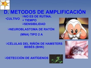 D. METODOS DE AMPLIFICACIÓN  CULTIVO NO ES DE R UTINA.  TIEMPO SENSIBILIDAD C ÉLULAS DEL RIÑÓN DE HAMSTERS BEBÉS (BHK) DETECCIÓN DE ANTÍGENOS  N EUROBLASTOMA DE RATÓN (MNA)  TIPO 2 A 
