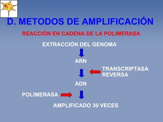 D. METODOS DE AMPLIFICACIÓN  REACCIÓN EN CADENA DE LA POLIMERASA EXTRACCIÓN DEL GENOMA ARN AMPLIFICADO 30 VECES ADN POLIMERASA TRANSCRIPTASA REVERSA 