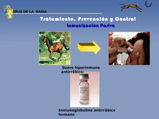 Suero hiperinmune antirrábico: Inmunoglobulina antirrábica humana Tratamiento, Prevención y Control Inmunización Pasiva VIRUS DE LA  RABIA 