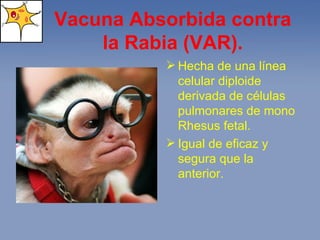 Vacuna Absorbida contra la Rabia (VAR). Hecha de una línea celular diploide derivada de células pulmonares de mono Rhesus fetal. Igual de eficaz y segura que la anterior. 