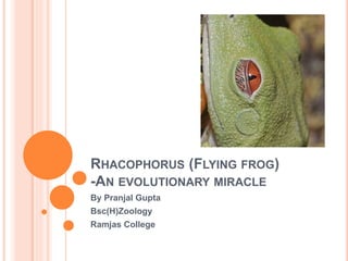 RHACOPHORUS (FLYING FROG)
-AN EVOLUTIONARY MIRACLE
By Pranjal Gupta
Bsc(H)Zoology
Ramjas College
 