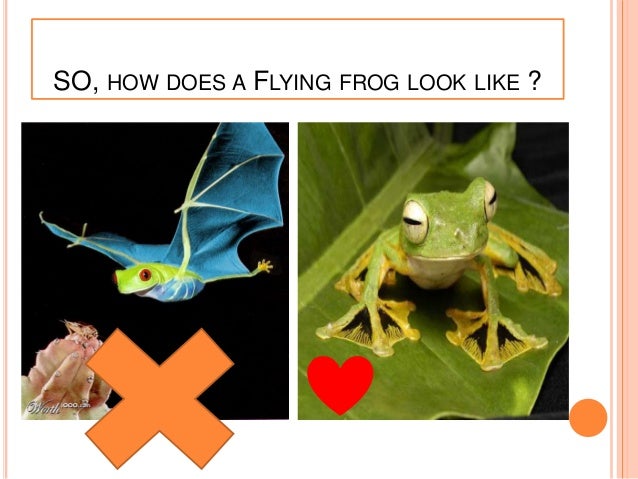 an in depth look at the amphibian in the order anura the frog Form and function common features order anura (frogs) middle jurassic to present although true viviparity has been described in the african frog . an in depth look at the amphibian in the order anura the frog Form and function common features order anura (frogs) middle jurassic to present although true viviparity has been described in the african frog .