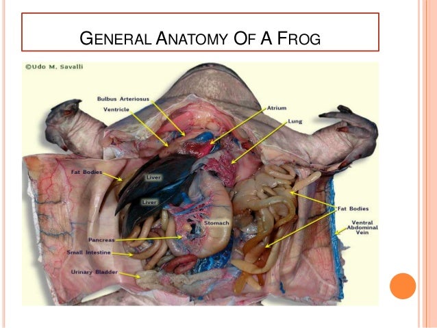 Rhacophorus (flying frog)-An evolutionary miracle