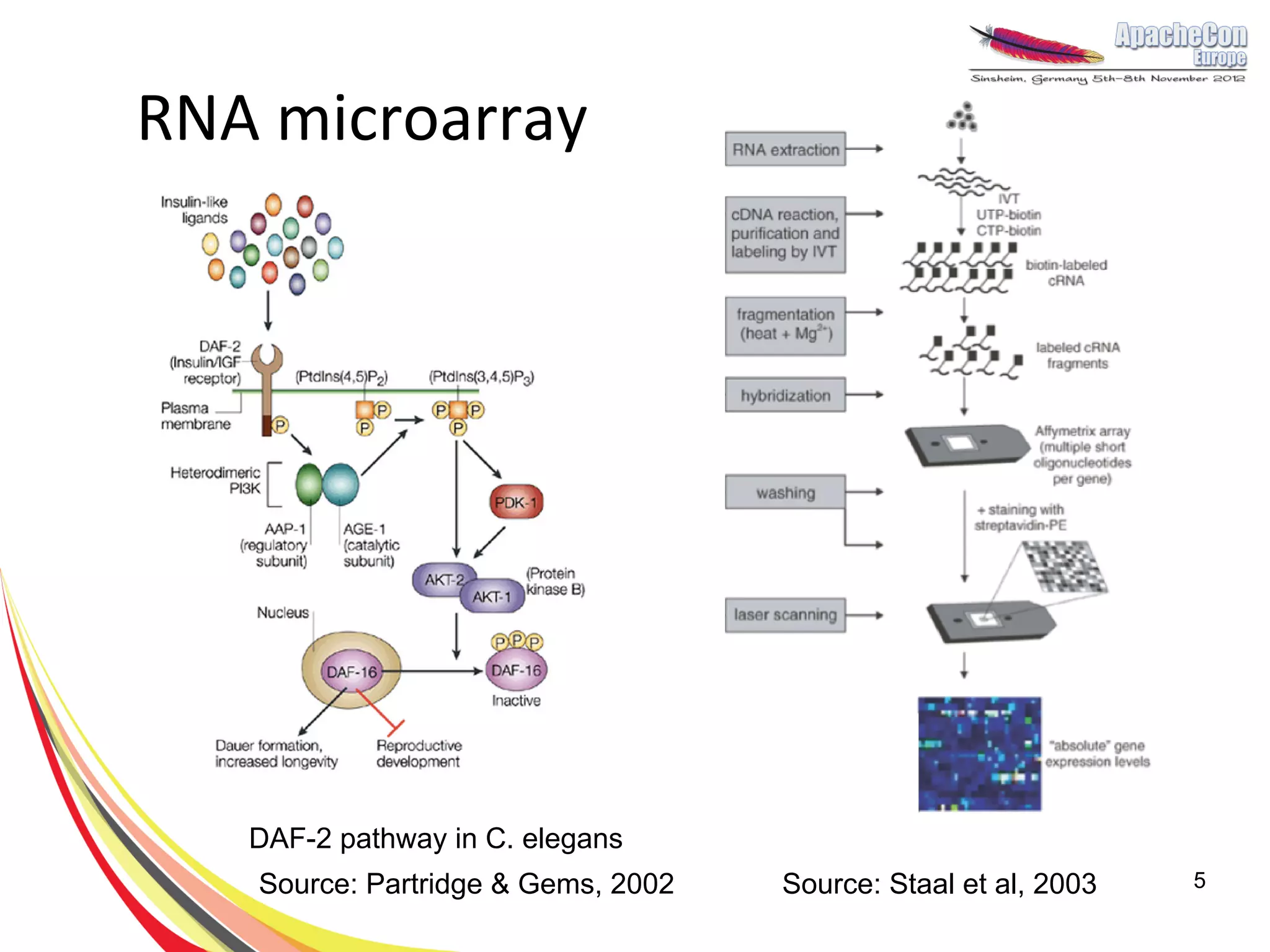 RNA microarray




   DAF-2 pathway in C. elegans
   Source: Partridge & Gems, 2002   Source: Staal et al, 2003   5
 