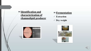 Washing Using Rhamnolipid Rhamnolipid. | PPTX