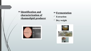 Washing Using Rhamnolipid Isolation, Screening, and Optimization of Rhamnolipid Biosurfactants ...