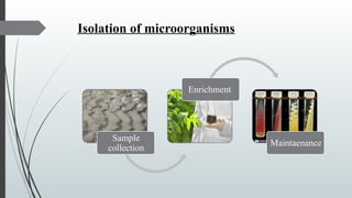 Isolation Bio Isolation, Screening, and Optimization of Rhamnolipid Biosurfactants ...