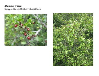 Rhamnus crocea
Spiny redberry/Redberry buckthorn

 