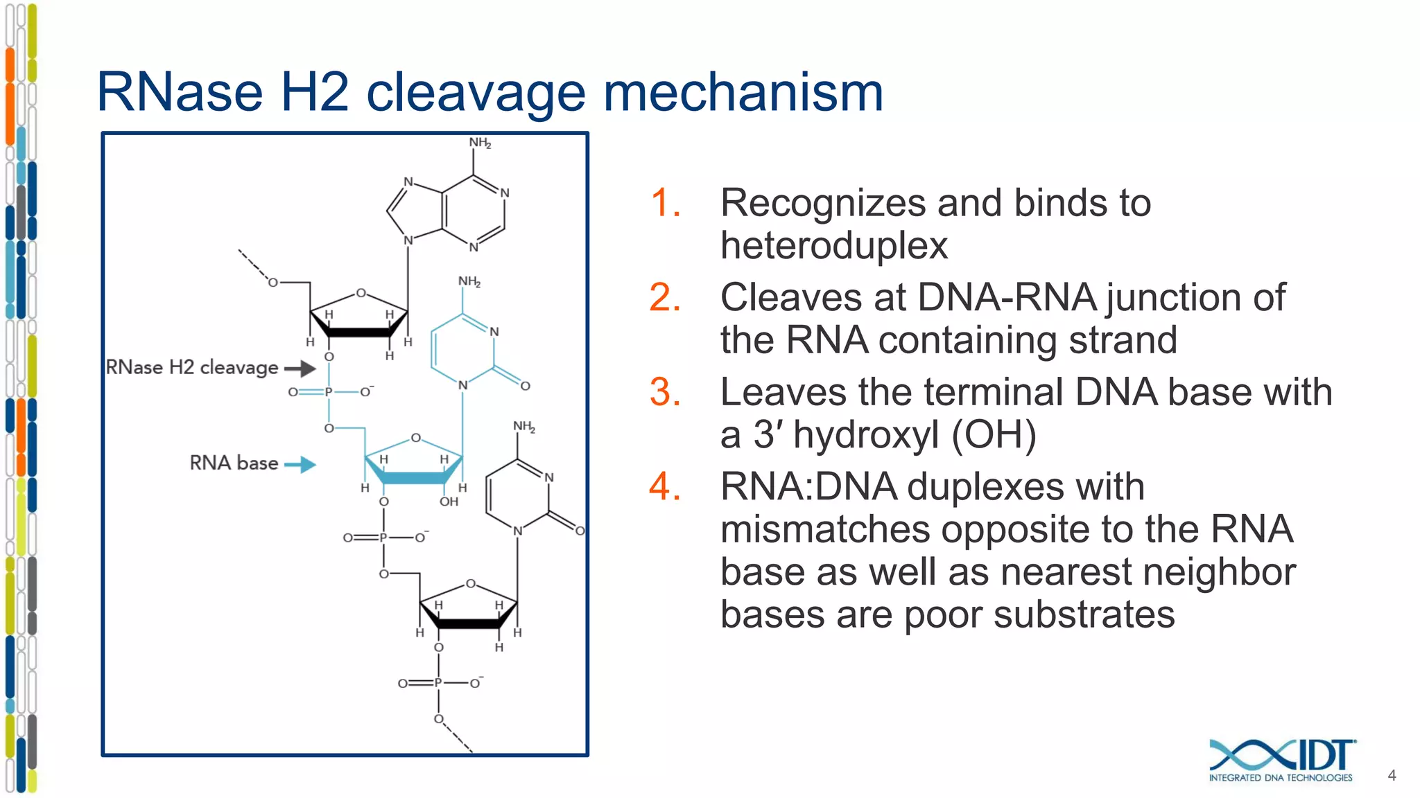 RNase H2 cleavage mechanism
1. Recognizes and binds to
heteroduplex
2. Cleaves at DNA-RNA junction of
the RNA containing strand
3. Leaves the terminal DNA base with
a 3′ hydroxyl (OH)
4. RNA:DNA duplexes with
mismatches opposite to the RNA
base as well as nearest neighbor
bases are poor substrates
4
 