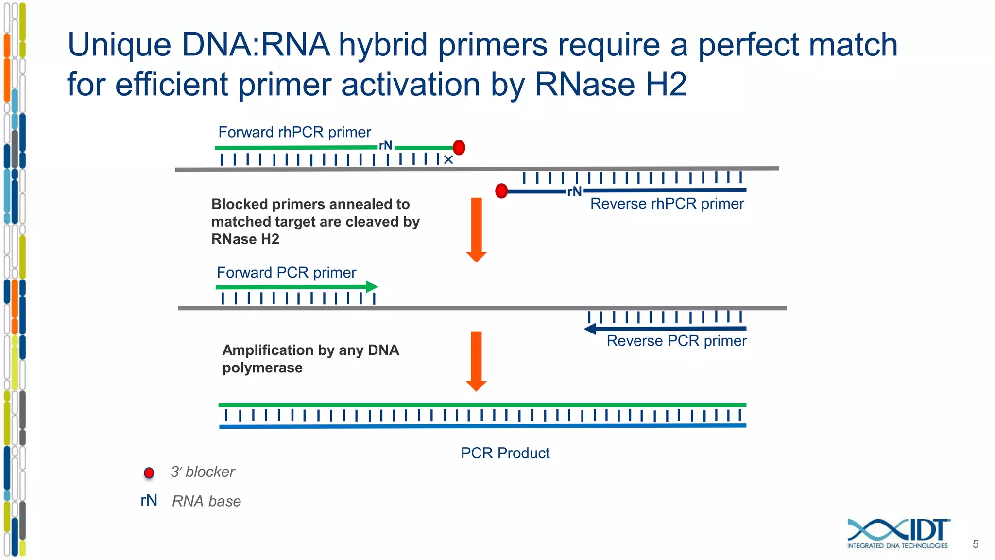 Unique DNA:RNA hybrid primers require a perfect match
for efficient primer activation by RNase H2
5
rN

Blocked primers annealed to
matched target are cleaved by
RNase H2
Forward rhPCR primer
Reverse rhPCR primer
Forward PCR primer
Reverse PCR primer
rN
PCR Product
Amplification by any DNA
polymerase
3′ blocker
rN RNA base
 