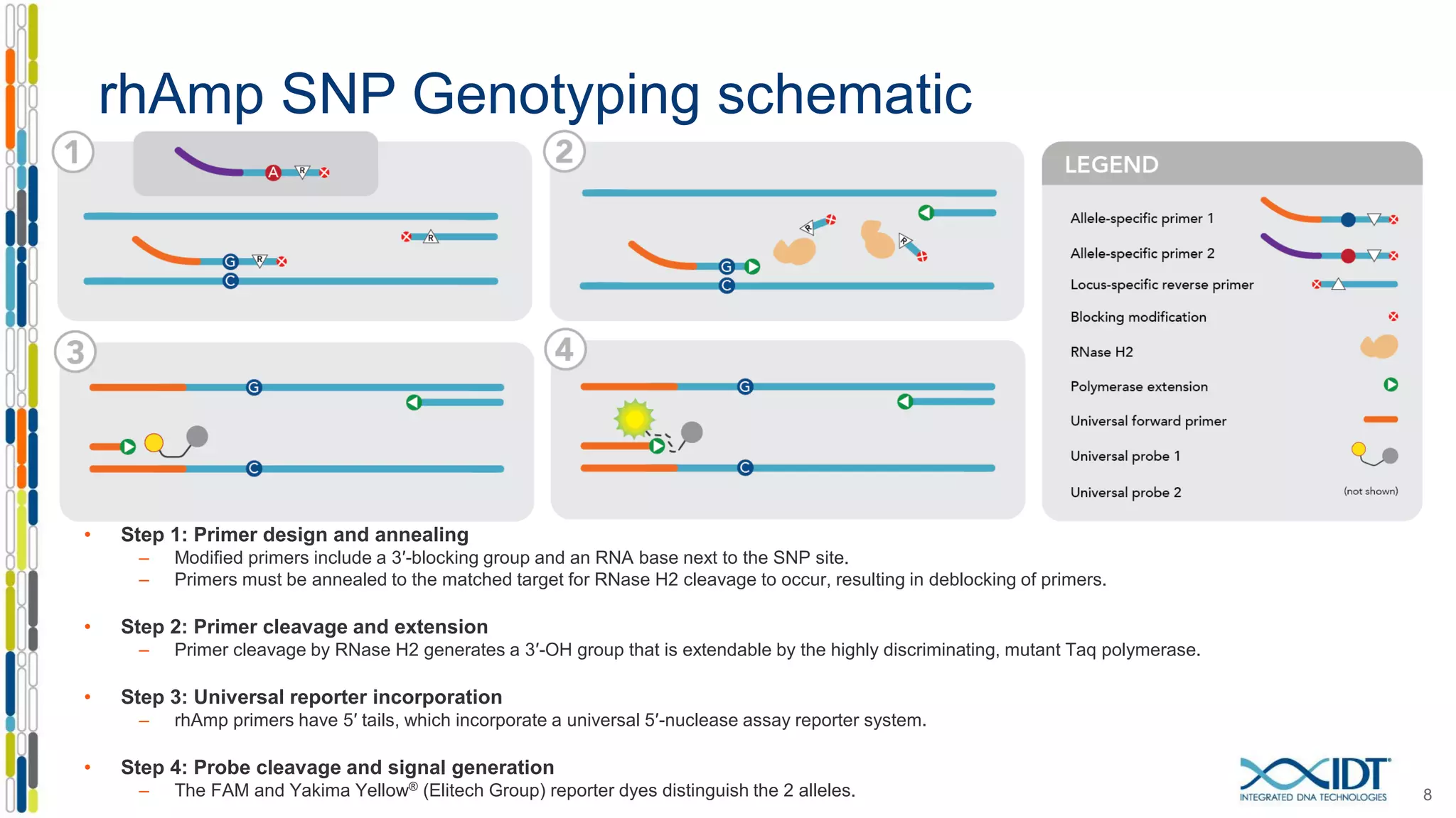 rhAmp SNP Genotyping schematic
• Step 1: Primer design and annealing
– Modified primers include a 3′-blocking group and an RNA base next to the SNP site.
– Primers must be annealed to the matched target for RNase H2 cleavage to occur, resulting in deblocking of primers.
• Step 2: Primer cleavage and extension
– Primer cleavage by RNase H2 generates a 3′-OH group that is extendable by the highly discriminating, mutant Taq polymerase.
• Step 3: Universal reporter incorporation
– rhAmp primers have 5′ tails, which incorporate a universal 5′-nuclease assay reporter system.
• Step 4: Probe cleavage and signal generation
– The FAM and Yakima Yellow® (Elitech Group) reporter dyes distinguish the 2 alleles. 8
 