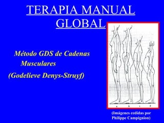 TERAPIA MANUAL GLOBAL Método GDS de Cadenas  Musculares  (Godelieve Denys-Struyf)   (Imágenes cedidas por  Philippe Campignion)‏ 
