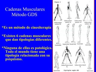Cadenas Musculares Método GDS  *Es un método de cinesiterapia *Existen 6 cadenas musculares que dan tipologías diferentes. *Ninguna de ellas es patológica. Todo el mundo tiene una tipología relacionada con su  psiquismo. 