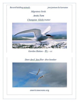 Record holder animals  Jeev jantuon ke karname Chapter 6 - Migratory birds - Arctic  tern -