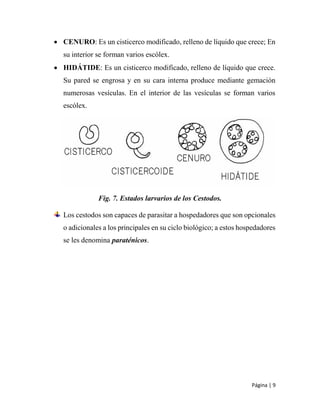 Página | 9
 CENURO: Es un cisticerco modificado, relleno de líquido que crece; En
su interior se forman varios escólex.
 HIDÁTIDE: Es un cisticerco modificado, relleno de líquido que crece.
Su pared se engrosa y en su cara interna produce mediante gemación
numerosas vesículas. En el interior de las vesículas se forman varios
escólex.
Fig. 7. Estados larvarios de los Cestodos.
Los cestodos son capaces de parasitar a hospedadores que son opcionales
o adicionales a los principales en su ciclo biológico; a estos hospedadores
se les denomina paraténicos.
 