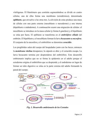 Página | 4
vitelógenas. El blastómero que continúa segmentándose se divide en cuatro
células; una de ellas forma una membrana (ectodérmica), denominada
epiblasto, que envuelve a las otras tres. La división de estas produce una masa
de células con una parte externa (mesoblasto o mesodermo) y una interna
(hipoblasto o endodermo). A continuación ocurre una migración de células: el
mesoblasto se introduce en la masa celular (y forma 6 ganchos) y el hipoblasto
se sitúa por fuera. El epiblasto se transforma en el embrióforo ciliado del
embrión. El hipoblasto y el mesoblasto forman la larva hexacanto u oncosfera.
El conjunto de la oncosfera y el embrióforo se denomina coracidio.
Los proglótides salen del cuerpo del hospedador junto con las heces; entonces
la membrana vitelina desaparece, la cápsula se abre y el coracidio escapa. La
larva hexacanto termina por desprenderse del embrióforo. Este desarrollo
embrionario implica que no se forma la epidermis en el adulto porque el
ectodermo origina el embrióforo que se desprende y el endodermo en lugar de
formar un tubo digestivo se sitúa en la parte externa del adulto formando la
pared del cuerpo.
Fig. 1. Desarrollo embrionario de los Cestodos
 