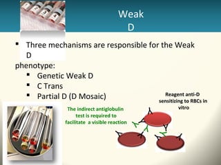Rhesus | PPT