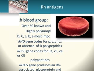 Rhesus | PPT