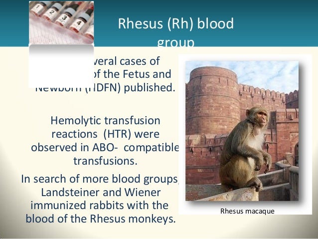 Rhesus Rhesus