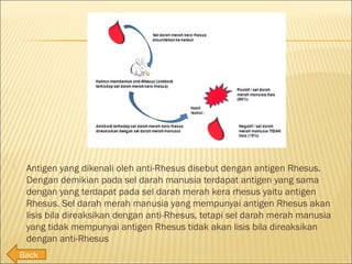 Rhesus | PPT