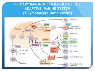PRIMARY IMMUNODEFICIENCIES OF THE
ADAPTIVE IMMUNE SYSTEM
(T Lymphocyte Deficiencies)
 