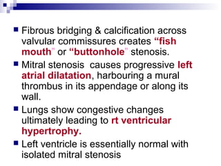  Fibrous bridging & calcification across
valvular commissures creates “fish
mouth” or “buttonhole” stenosis.
 Mitral stenosis causes progressive left
atrial dilatation, harbouring a mural
thrombus in its appendage or along its
wall.
 Lungs show congestive changes
ultimately leading to rt ventricular
hypertrophy.
 Left ventricle is essentially normal with
isolated mitral stenosis
 