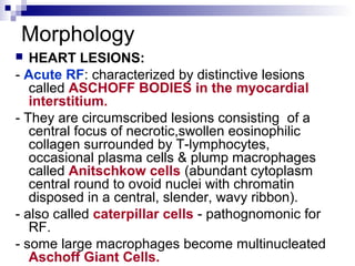 Morphology
 HEART LESIONS:
- Acute RF: characterized by distinctive lesions
called ASCHOFF BODIES in the myocardial
interstitium.
- They are circumscribed lesions consisting of a
central focus of necrotic,swollen eosinophilic
collagen surrounded by T-lymphocytes,
occasional plasma cells & plump macrophages
called Anitschkow cells (abundant cytoplasm
central round to ovoid nuclei with chromatin
disposed in a central, slender, wavy ribbon).
- also called caterpillar cells - pathognomonic for
RF.
- some large macrophages become multinucleated
Aschoff Giant Cells.
 