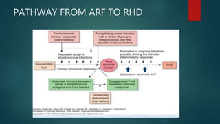 PATHWAY FROM ARF TO RHD
 