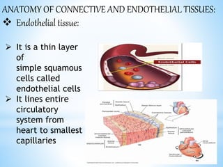 ANATOMY OF CONNECTIVE AND ENDOTHELIAL TISSUES:
 Endothelial tissue:
 It is a thin layer
of
simple squamous
cells called
endothelial cells
 It lines entire
circulatory
system from
heart to smallest
capillaries
 
