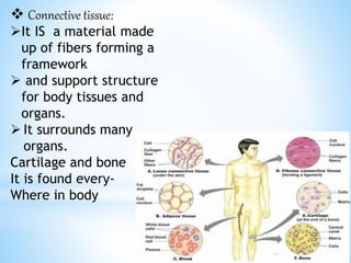  Connective tissue:
It IS a material made
up of fibers forming a
framework
 and support structure
for body tissues and
organs.
 It surrounds many
organs.
Cartilage and bone
It is found every-
Where in body
 