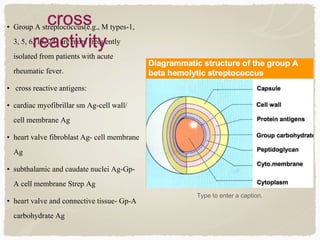 • Group A streptococcus(e.g., M types-1,
3, 5, 6, 18, 24) are more frequently
isolated from patients with acute
rheumatic fever.
• cross reactive antigens:
• cardiac myofibrillar sm Ag-cell wall/
cell membrane Ag
• heart valve fibroblast Ag- cell membrane
Ag
• subthalamic and caudate nuclei Ag-Gp-
A cell membrane Strep Ag
• heart valve and connective tissue- Gp-A
carbohydrate Ag
Type to enter a caption.
cross
reactivity
 