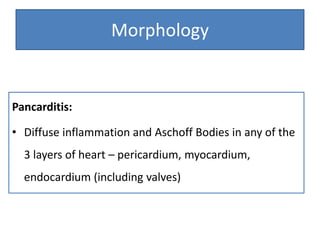 Morphology

Pancarditis:

• Diffuse inflammation and Aschoff Bodies in any of the
3 layers of heart – pericardium, myocardium,

endocardium (including valves)

 
